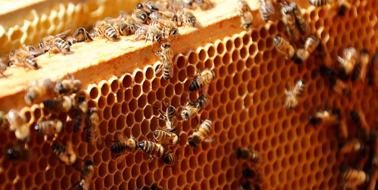 تولید سالانه 5 هزار کیلو گرم عسل در بخش رخ تربت حیدریه