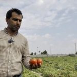 اعتراض کشاورزان و کاهش عوارض صادرات گوجه‌فرنگی به ۱۰ درصد+ فیلم