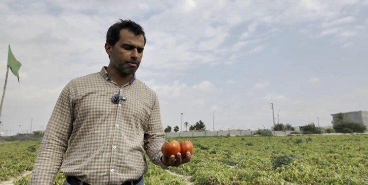 اعتراض کشاورزان و کاهش عوارض صادرات گوجه‌فرنگی به ۱۰ درصد+ فیلم