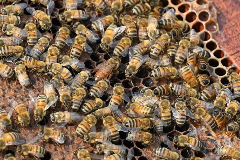 زنبورها خواندن «کد مورس» را یاد می‌گیرند / یک کشف عجیب درباره توانایی حشره مفید